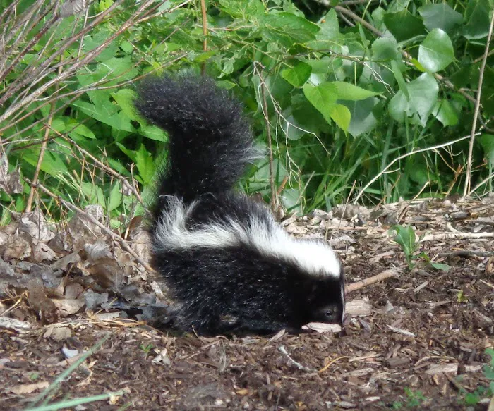Varment Guard Wildlife Services Picture 5