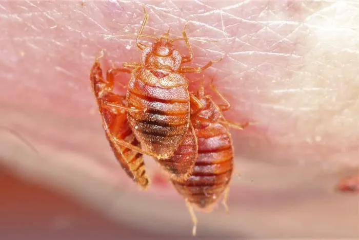 Ridd-x Pest Defense Picture 5