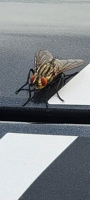 Ridd-x Pest Defense Picture 2