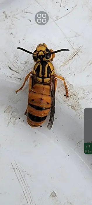 Ridd-x Pest Defense Picture 9