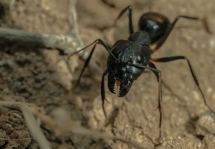 Ridd-x Pest Defense Picture 7