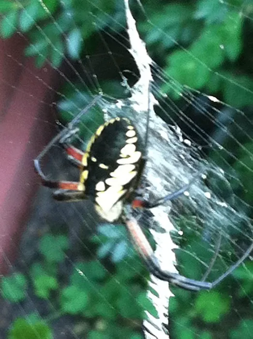 Absolute Pest Control Picture 9