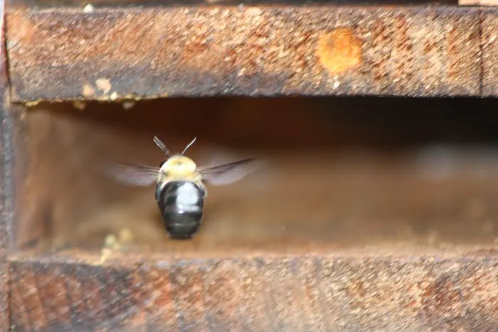 Absolute Pest Control Picture 8