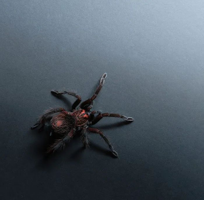 Defense Pest Control Picture 7