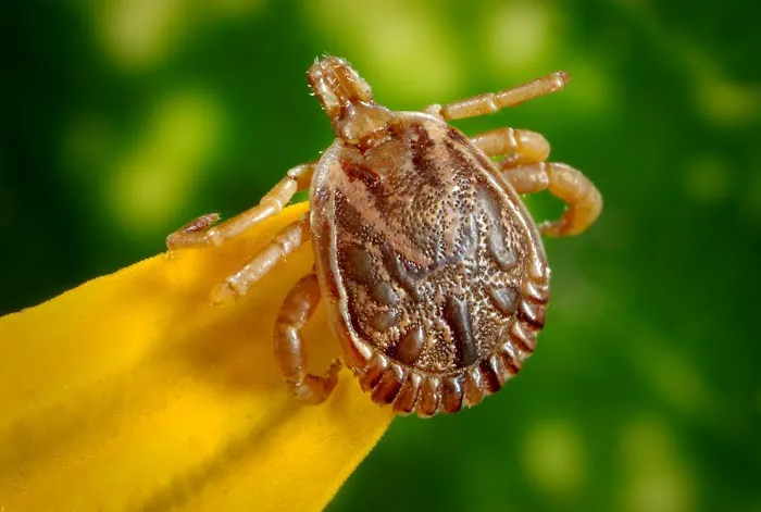 Defense Pest Control Picture 8