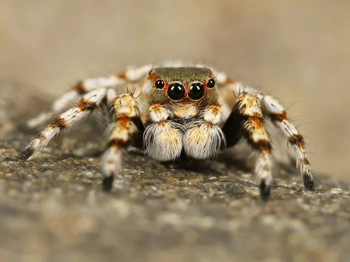 Defense Pest Control Picture 1