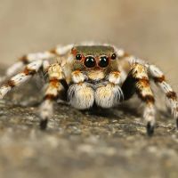 Defense Pest Control ico