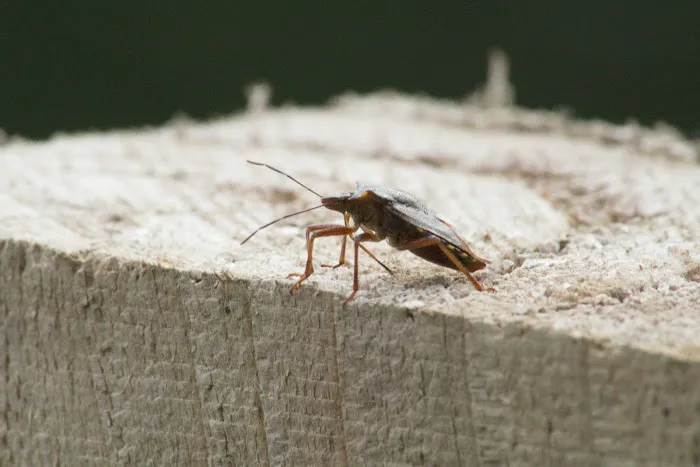 Defense Pest Control Picture 4