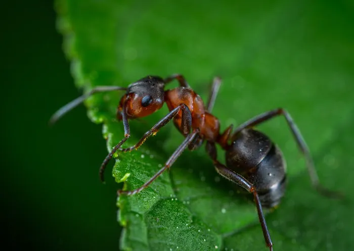 Defense Pest Control Picture 9