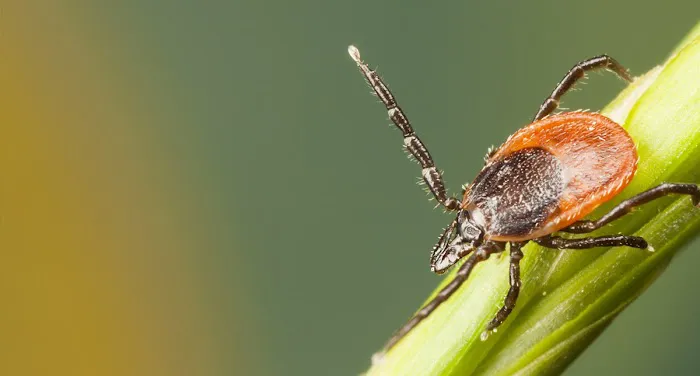Apex Pest Control Picture 4