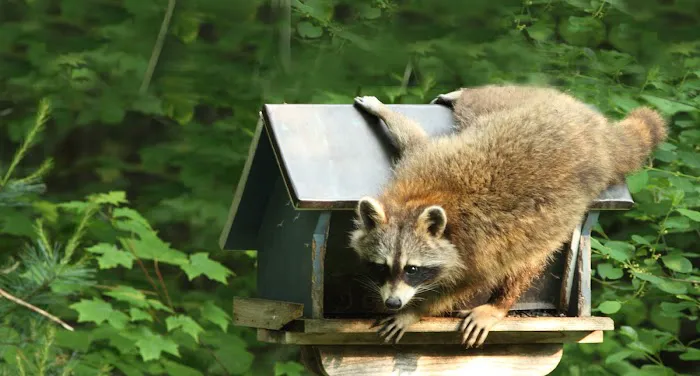 Apex Pest Control Picture 9