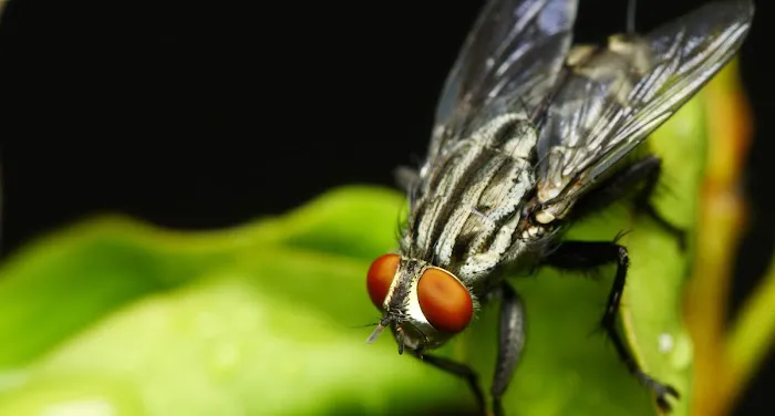 Apex Pest Control Picture 2
