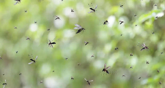 Apex Pest Control Picture 8