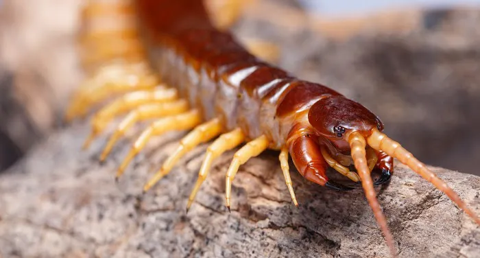 Apex Pest Control Picture 6