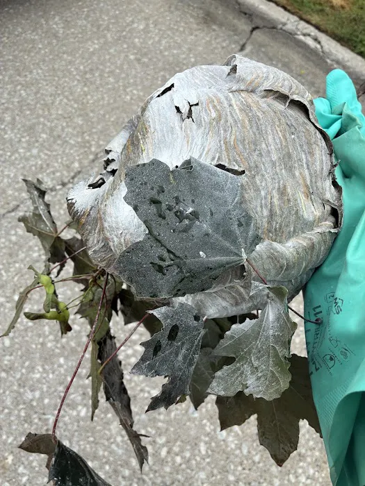 Greenix Pest Control Picture 6