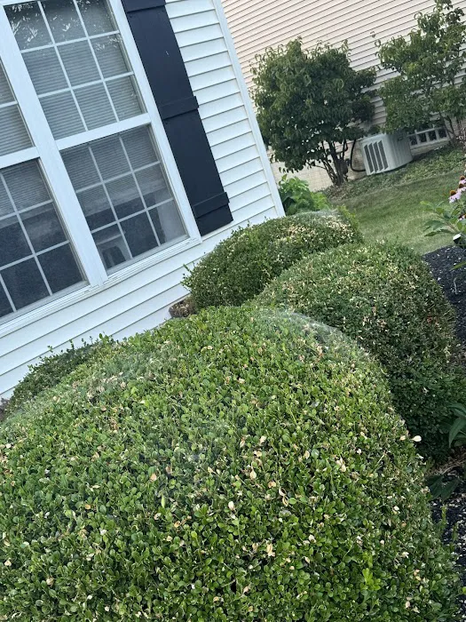 Greenix Pest Control Picture 2