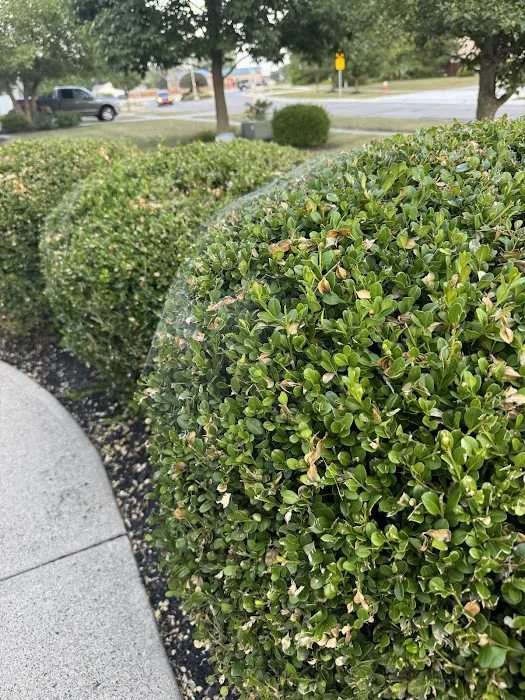 Greenix Pest Control Picture 4