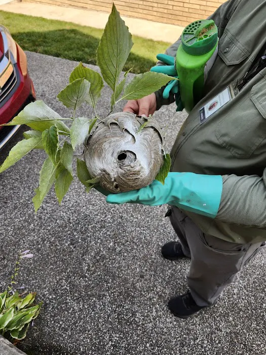 Greenix Pest Control Picture 10