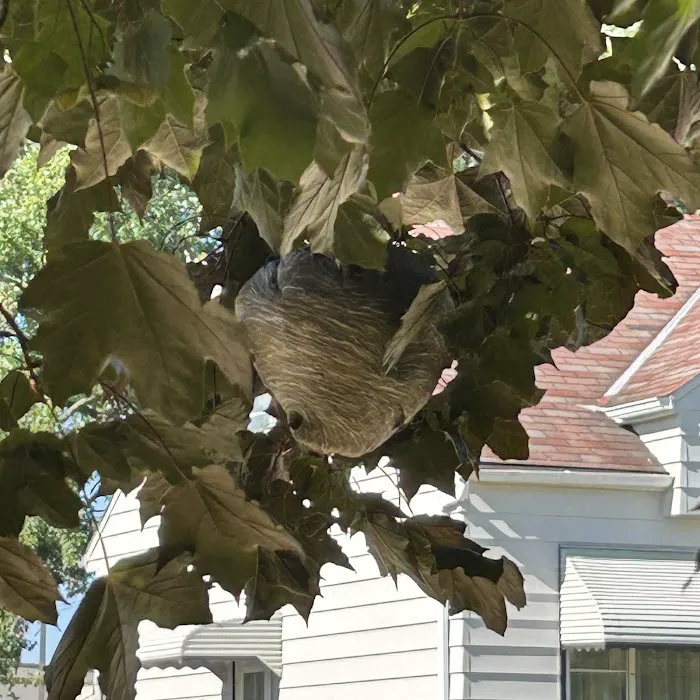 Greenix Pest Control Picture 5