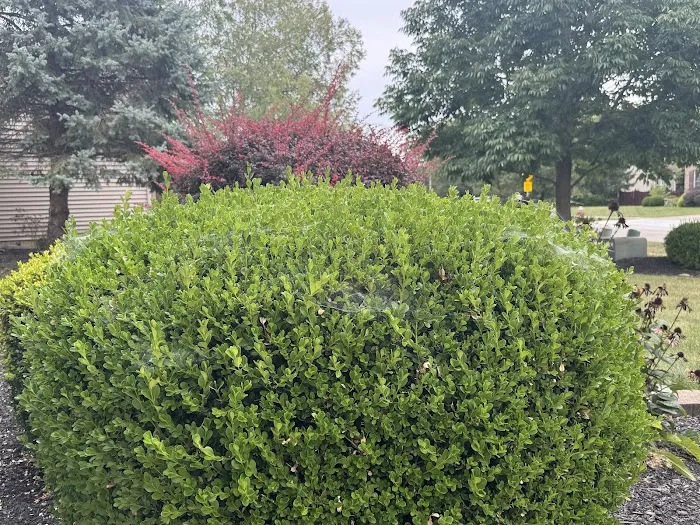 Greenix Pest Control Picture 7