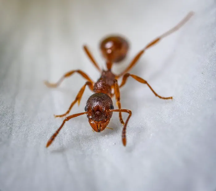 Relentless Pest Control Picture 2