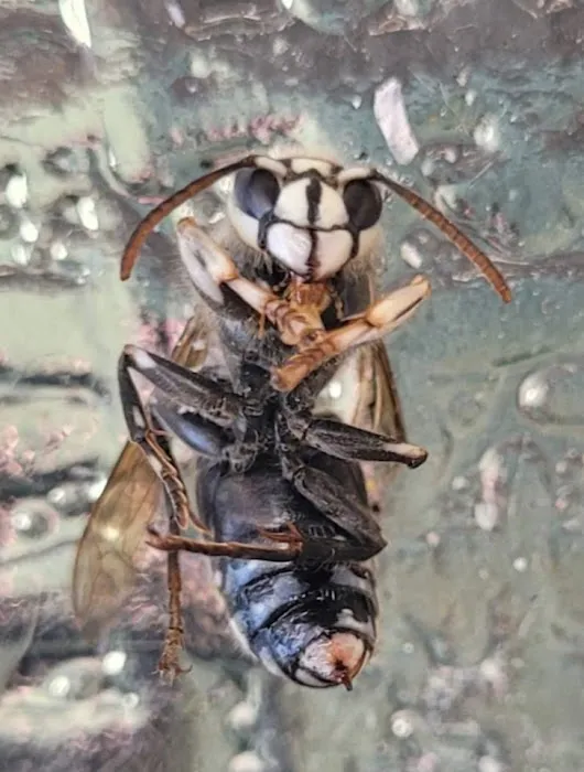 Relentless Pest Control Picture 9