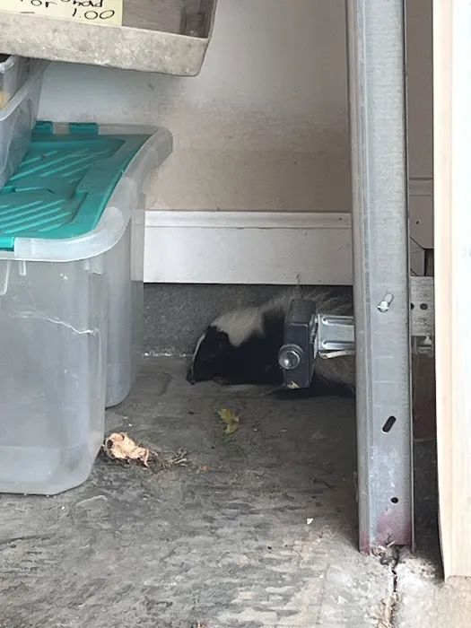 D&S Nuisance Animal Control Picture 2