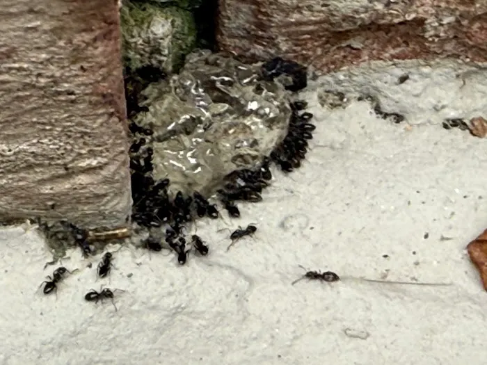 Covenant Pest Control Inc. Picture 7