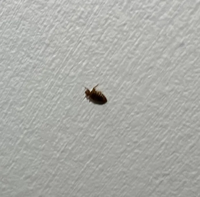 Covenant Pest Control Inc. Picture 3
