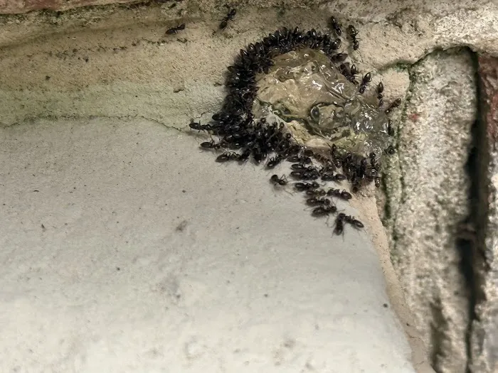 Covenant Pest Control Inc. Picture 5