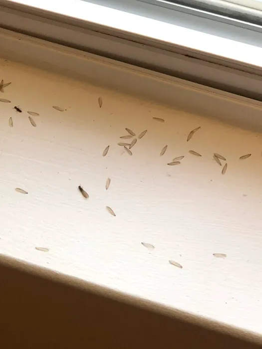 Covenant Pest Control Inc. Picture 1