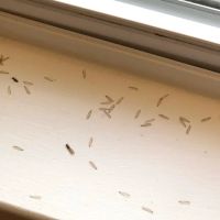 Covenant Pest Control Inc. ico