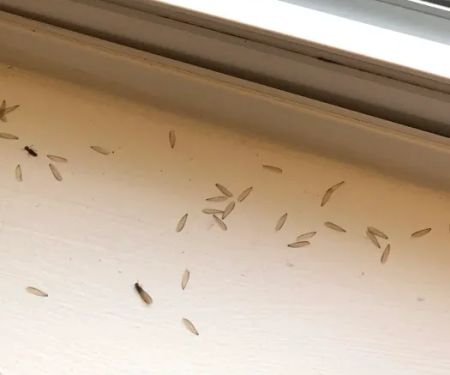 Covenant Pest Control Inc.