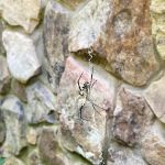 Green Pest Services