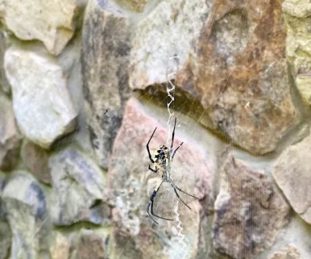 Green Pest Services