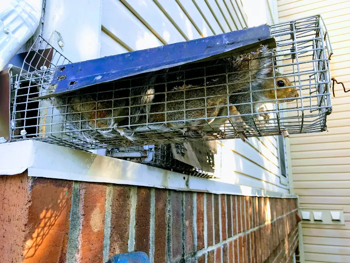 Jesse James Critter Gitters Picture 4