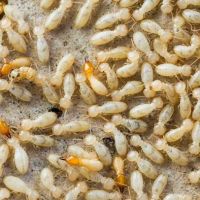 Mitchell Pest Services ico