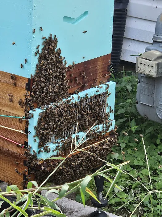 Action Termite & Pest Control Picture 3