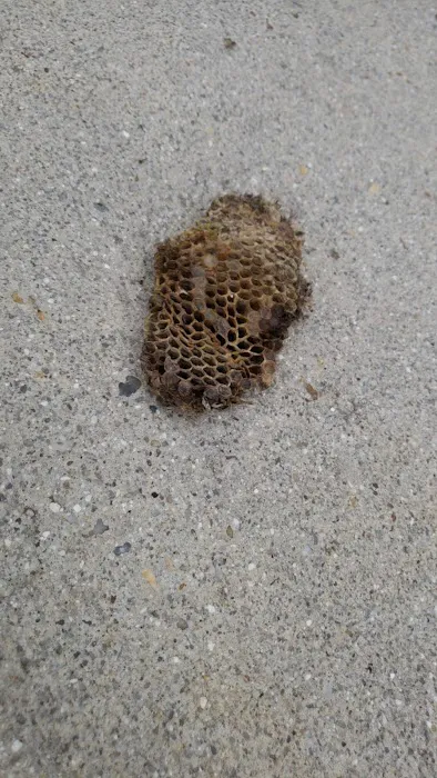 Bug-Masters LLC Picture 5