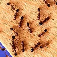 Priority Pest Services ico