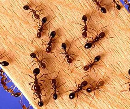 Priority Pest Services
