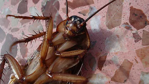 Priority Pest Services Picture 6