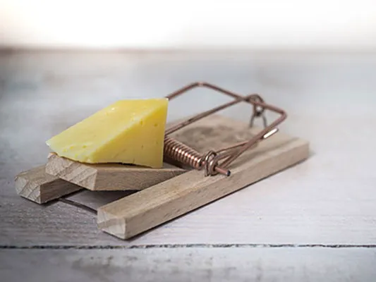 Priority Pest Services Picture 2