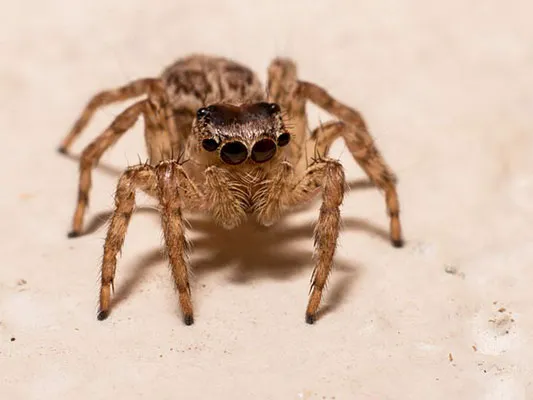 Priority Pest Services Picture 8