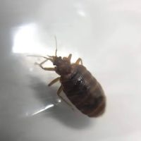 Tony’s Pest Killers ico