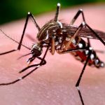 H W T Pest Control Solutions