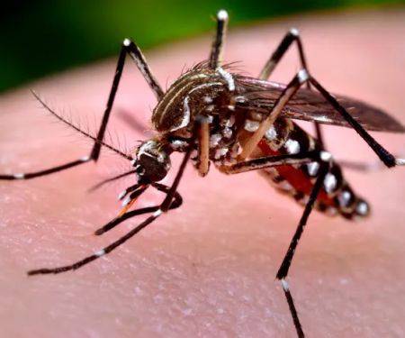 H W T Pest Control Solutions