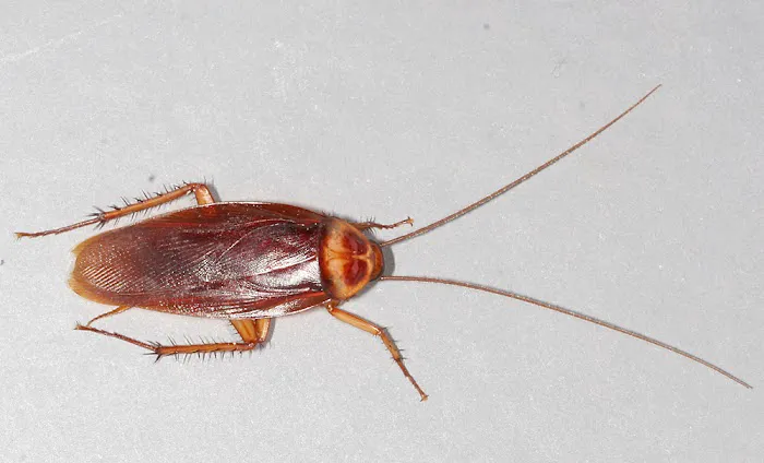 H W T Pest Control Solutions Picture 2
