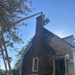 Vine & Branch Pest Control Solutions