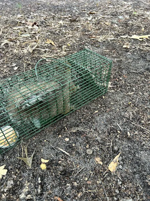 Vine & Branch Pest Control Solutions Picture 9